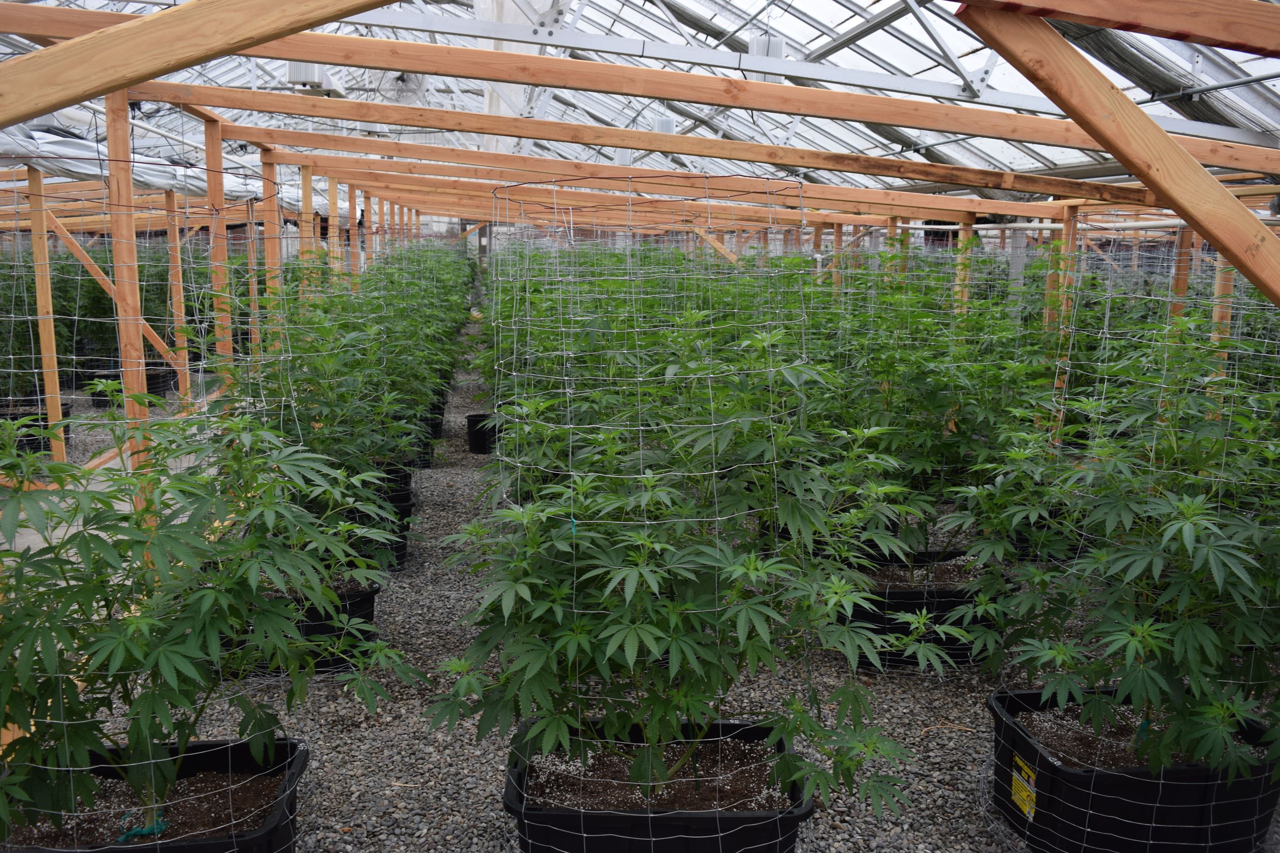 Greenhouse - Marijuana Arrest Case 201603005